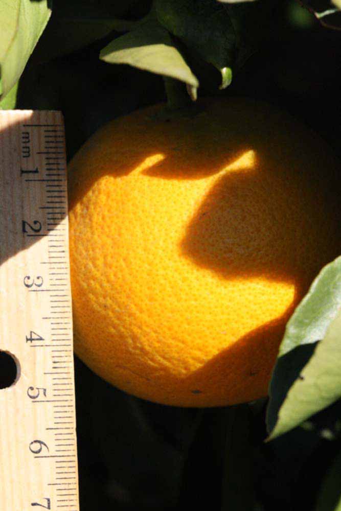            Fruit (Riverside, CA)   